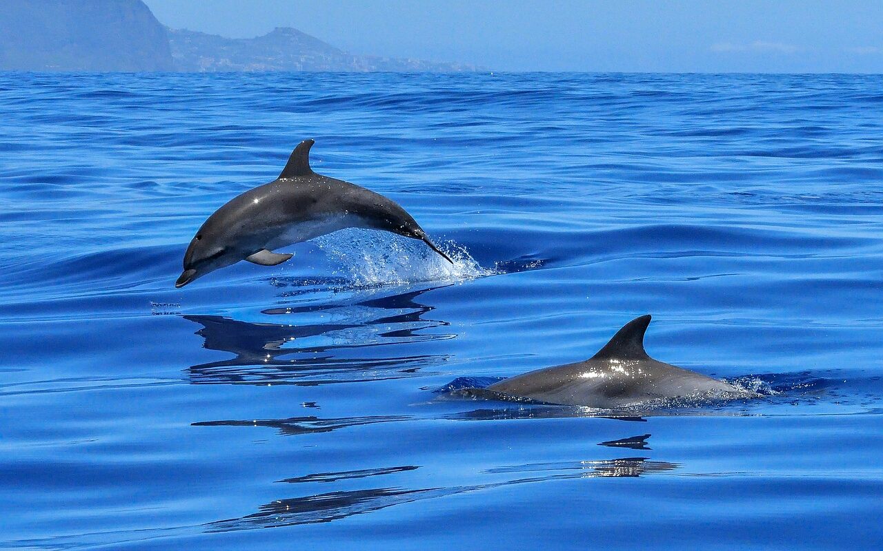 Tour Delfini