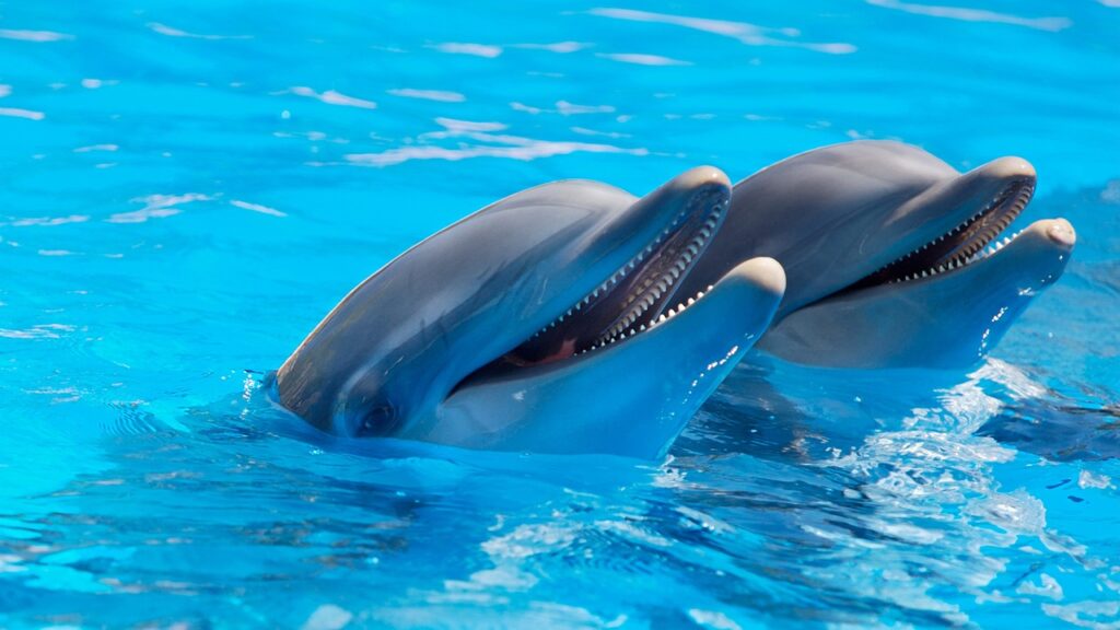 dolphins-1869337_1280